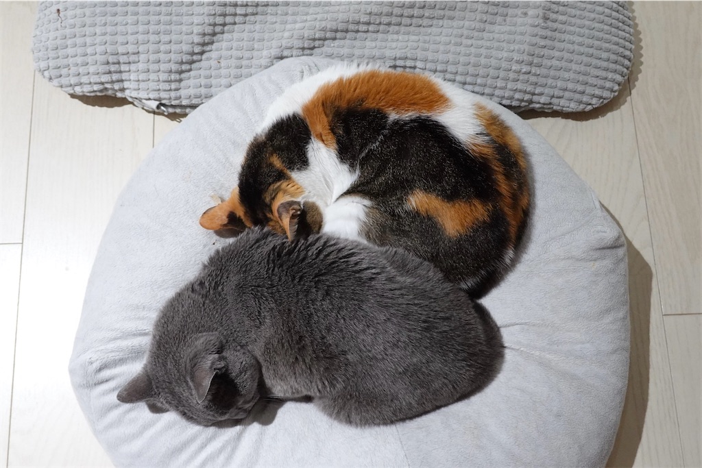 f:id:lulilala:20231113012813j:image f:id:lulilala:20231113012813j:image