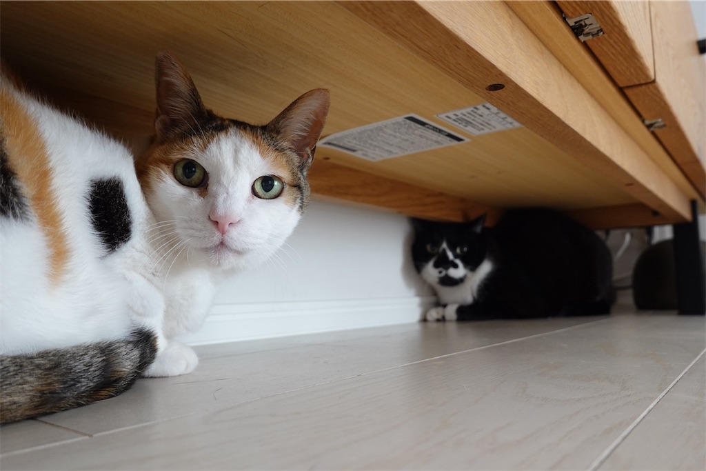 f:id:lulilala:20240127212252j:image f:id:lulilala:20240127212252j:image