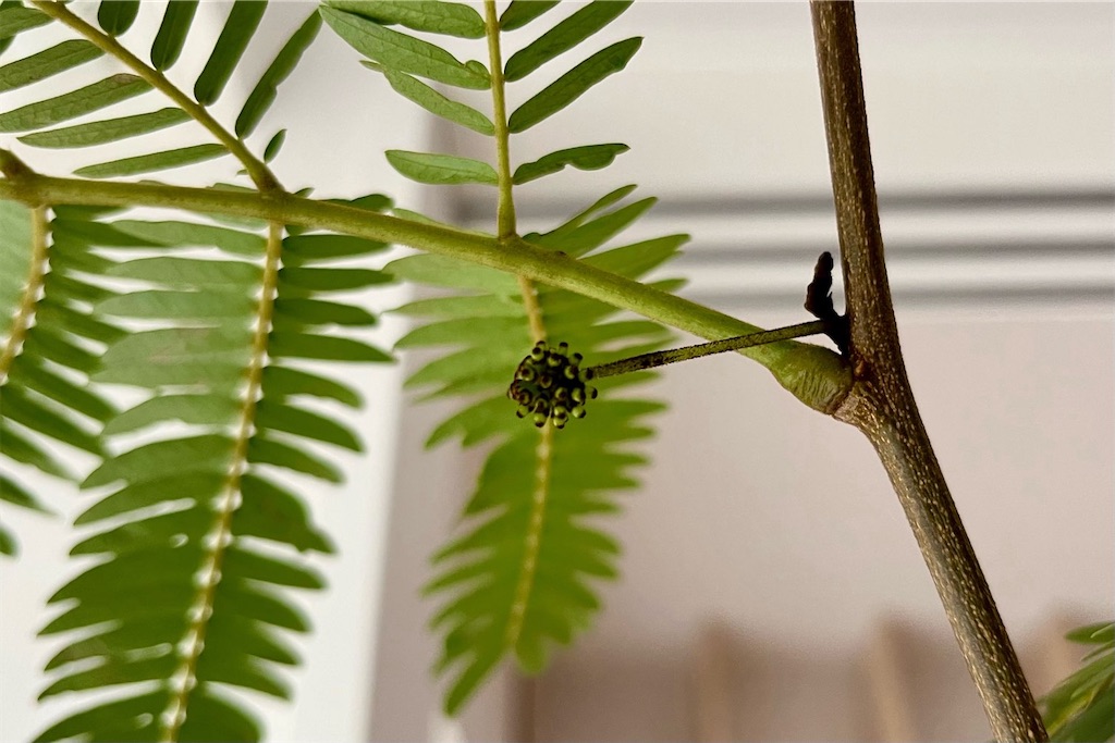 f:id:lulilala:20240129223224j:image f:id:lulilala:20240129223224j:image