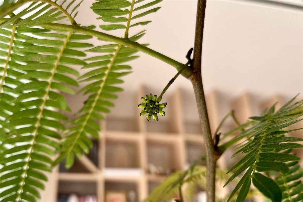 f:id:lulilala:20240129223227j:image f:id:lulilala:20240129223227j:image