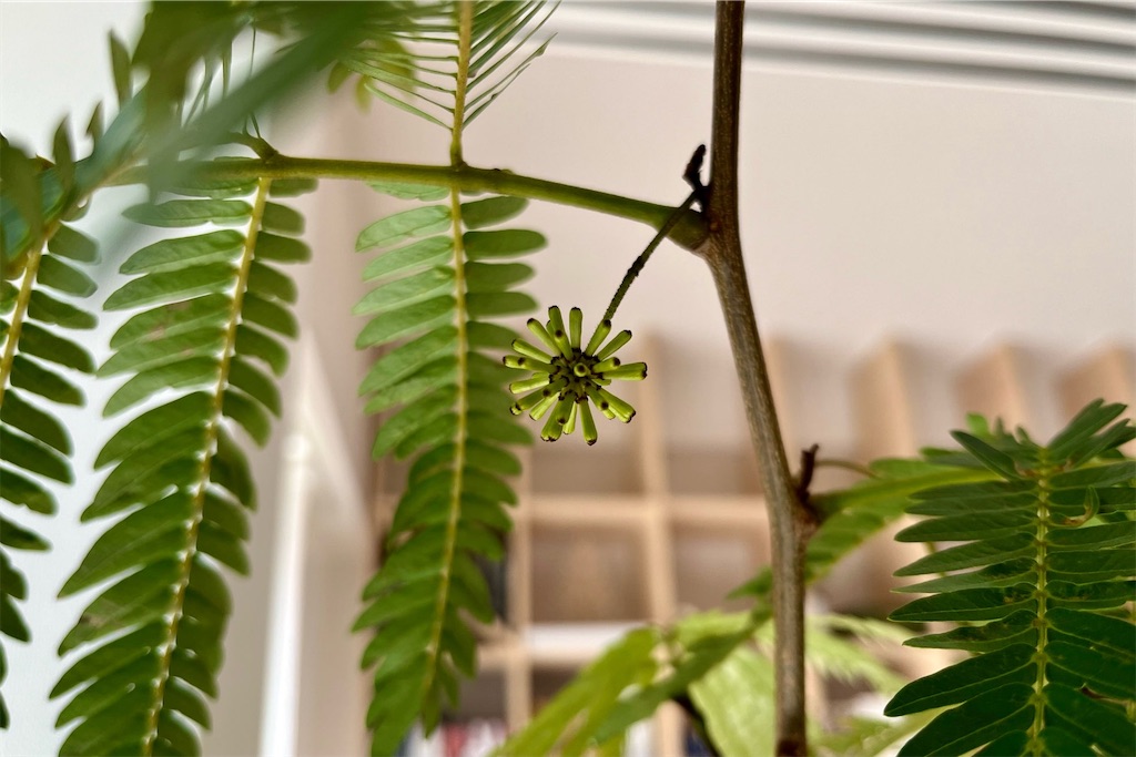 f:id:lulilala:20240129223230j:image f:id:lulilala:20240129223230j:image