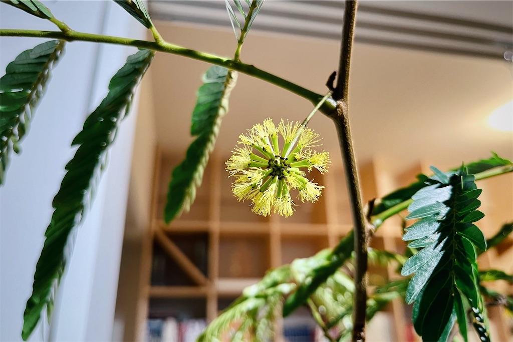 f:id:lulilala:20240129223232j:image f:id:lulilala:20240129223232j:image