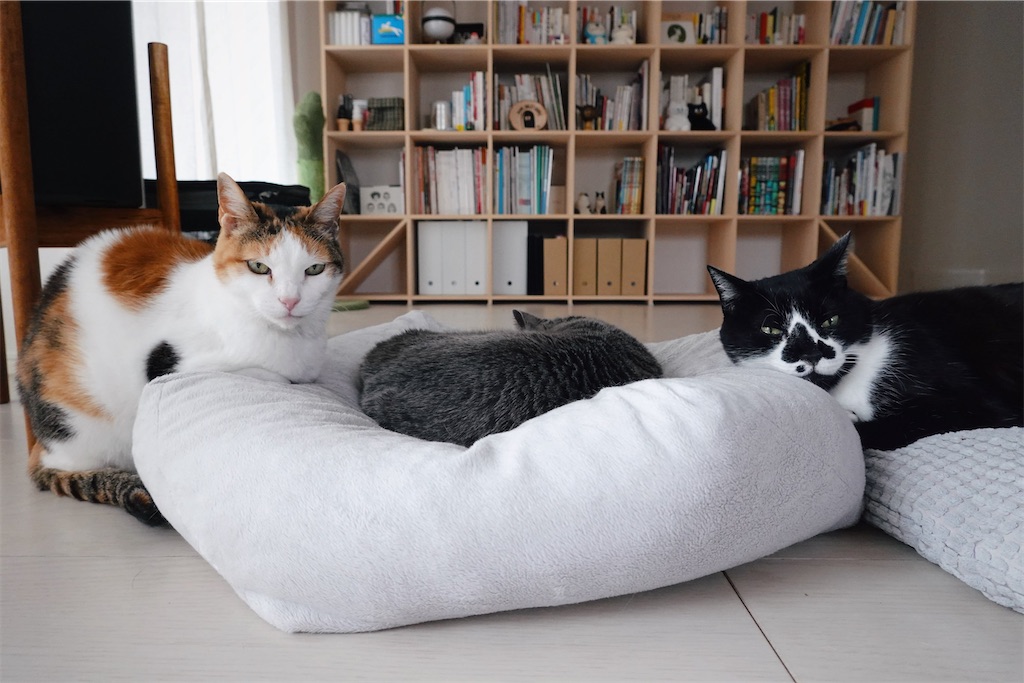 f:id:lulilala:20240224233438j:image f:id:lulilala:20240224233438j:image