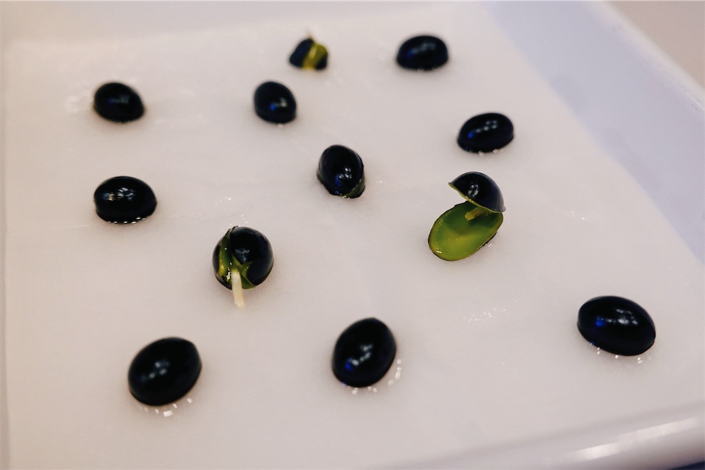 f:id:lulilala:20240312141800j:image