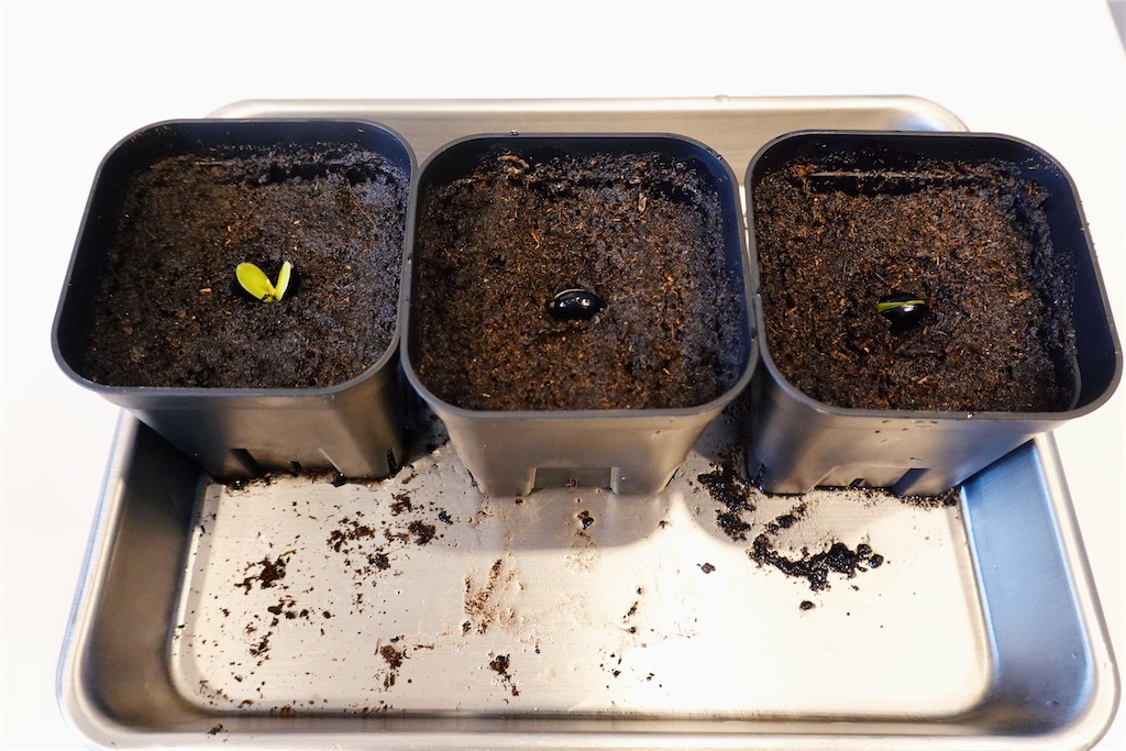 f:id:lulilala:20240312141828j:image