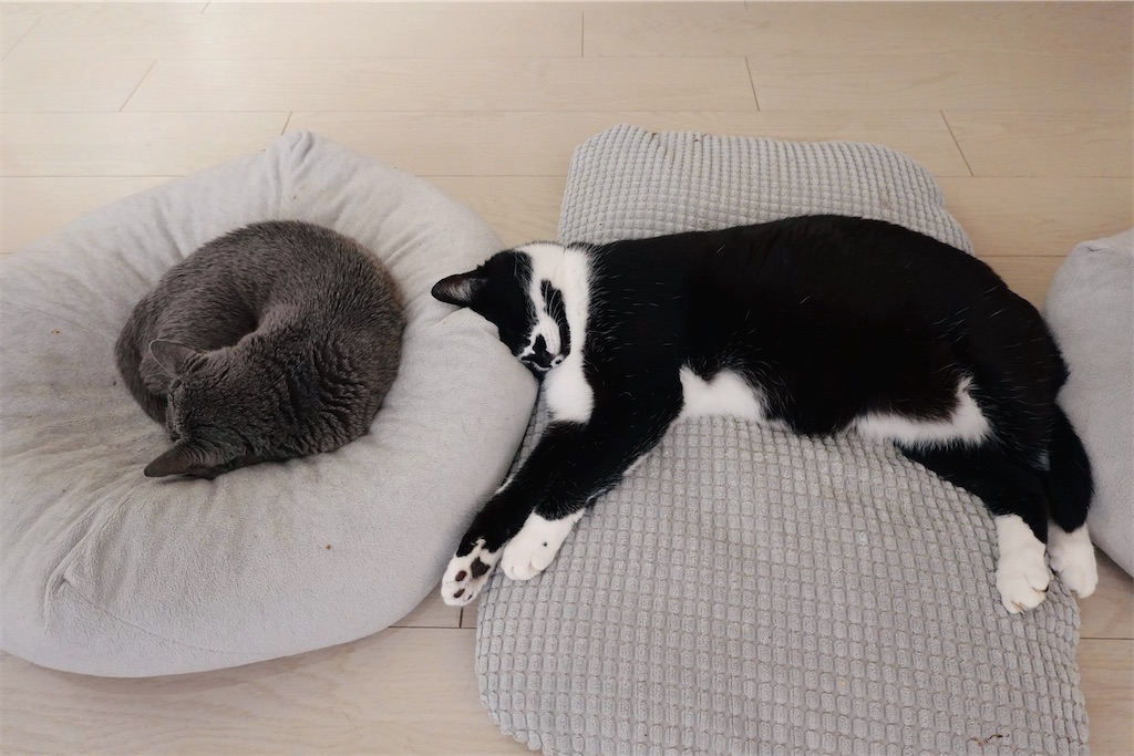 f:id:lulilala:20240312225610j:image