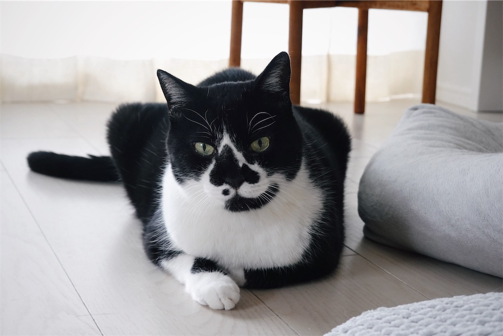 f:id:lulilala:20240510001708j:image