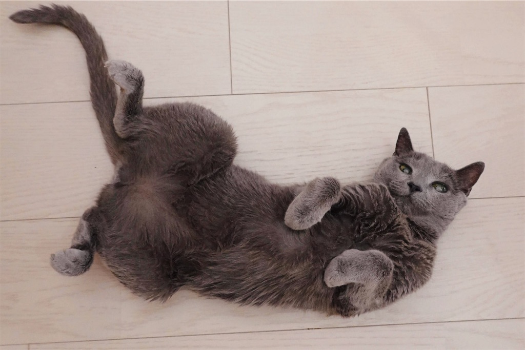 f:id:lulilala:20240512011247j:image f:id:lulilala:20240512011247j:image