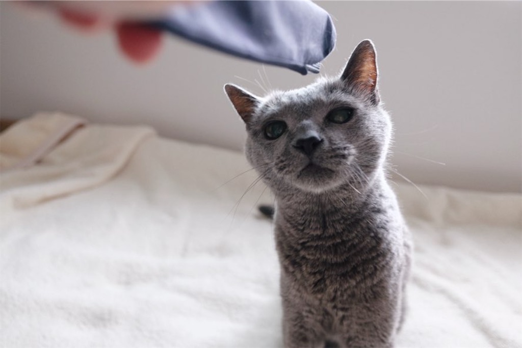 f:id:lulilala:20240601004014j:image