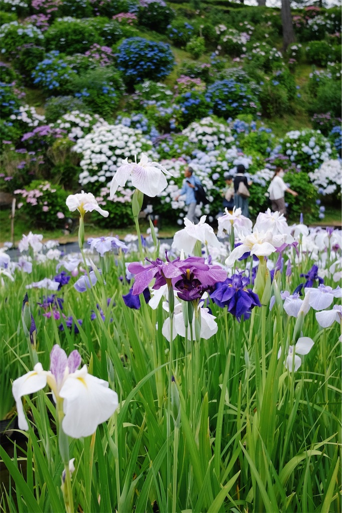 f:id:lulilala:20240610005231j:image f:id:lulilala:20240610005231j:image