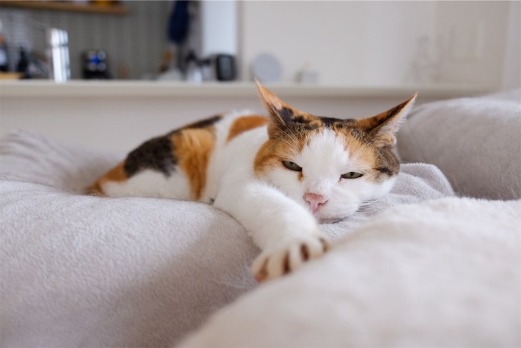 f:id:lulilala:20240617040559j:image f:id:lulilala:20240617040559j:image