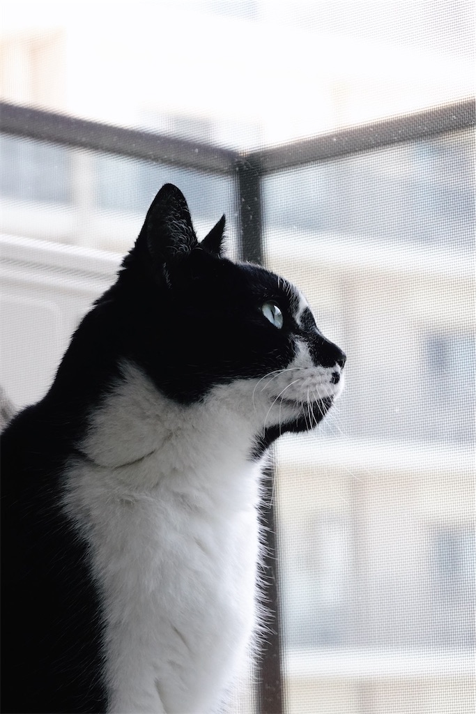 f:id:lulilala:20240619204243j:image