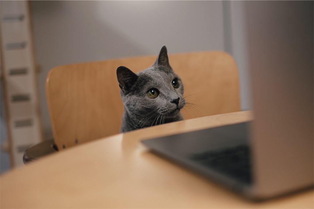 f:id:lulilala:20240717221010j:image