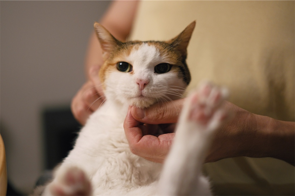 f:id:lulilala:20240824005251j:image f:id:lulilala:20240824005251j:image