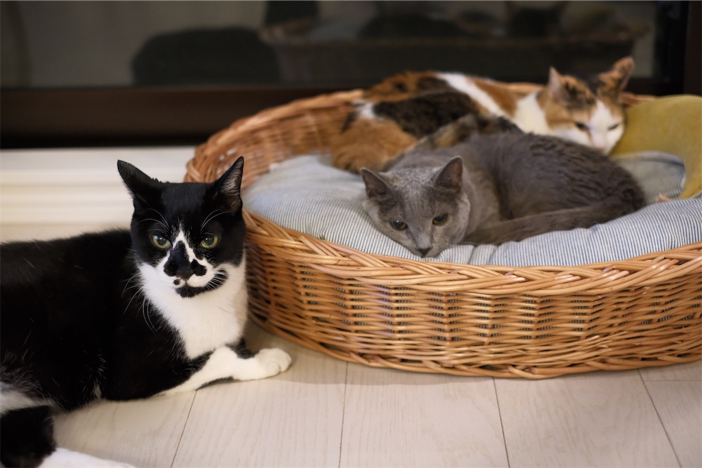 f:id:lulilala:20240903001848j:image