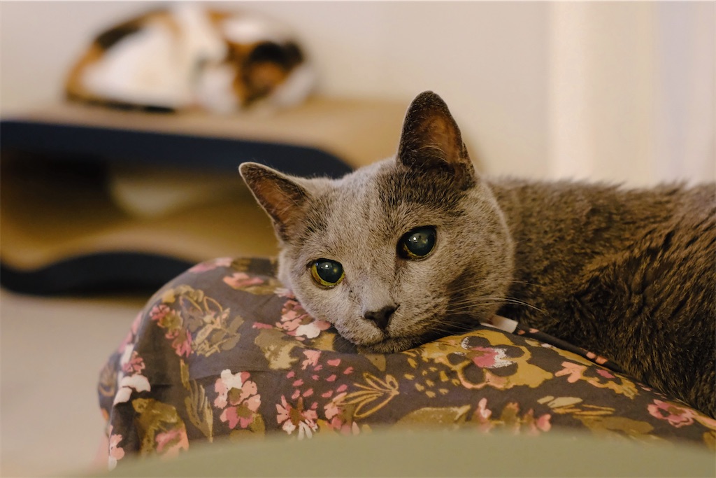 f:id:lulilala:20240927183836j:image