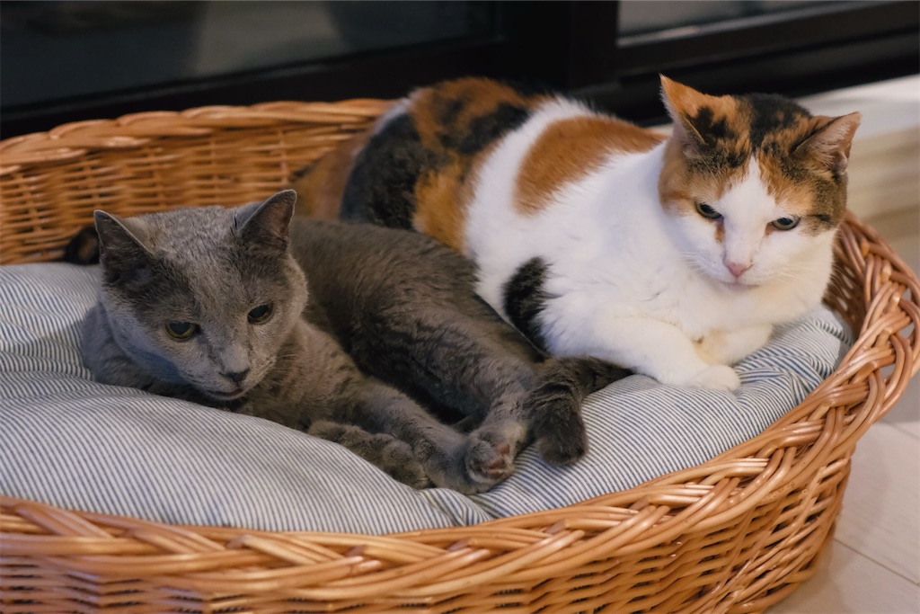 f:id:lulilala:20241005095936j:image