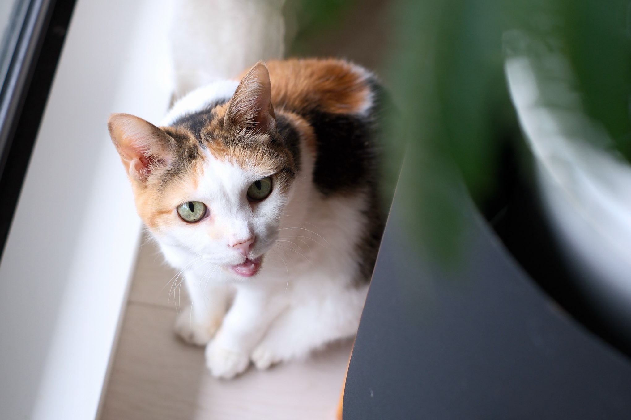 f:id:lulilala:20241027000003j:image f:id:lulilala:20241027000003j:image