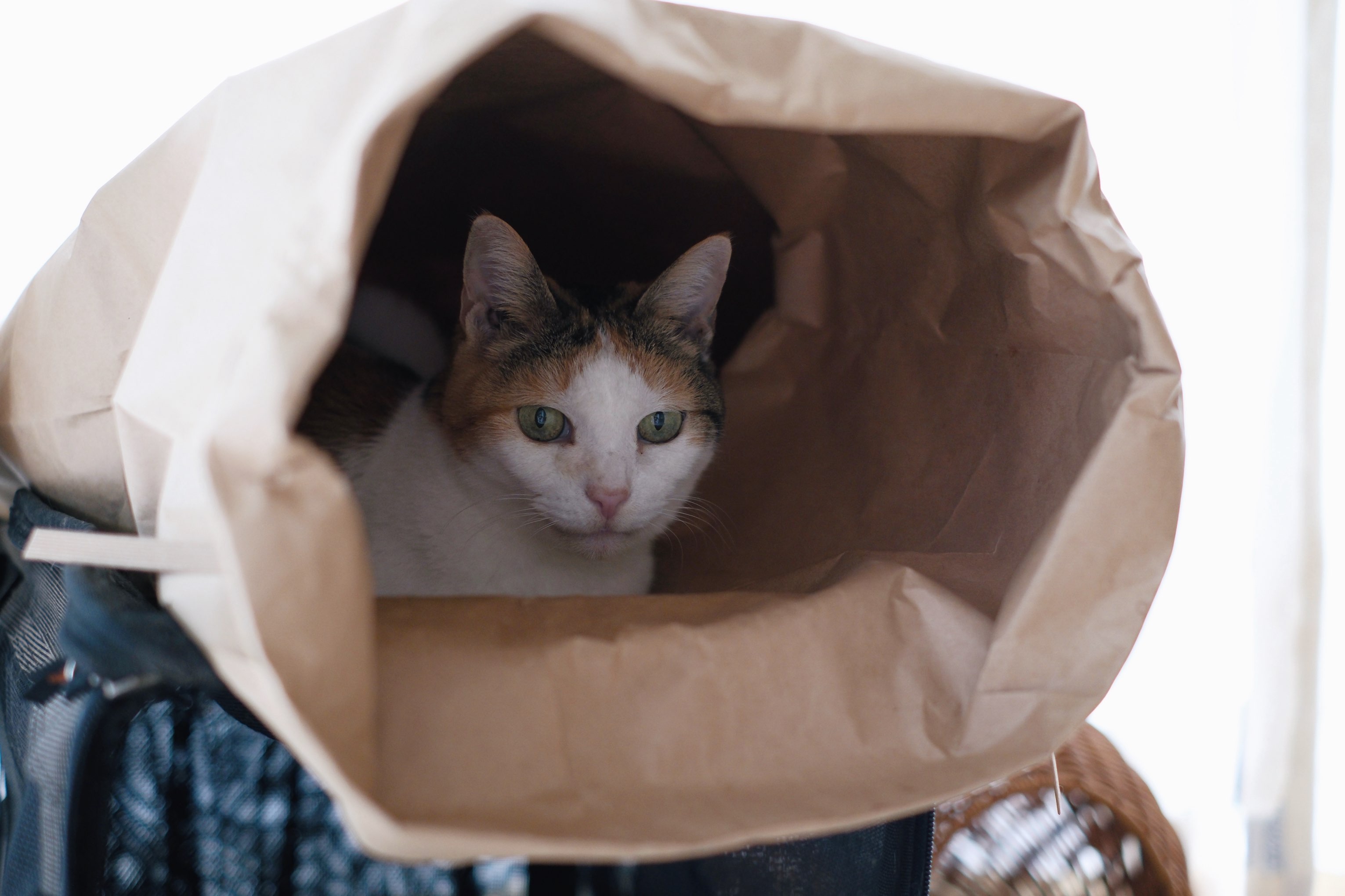 f:id:lulilala:20241102211048j:image f:id:lulilala:20241102211048j:image