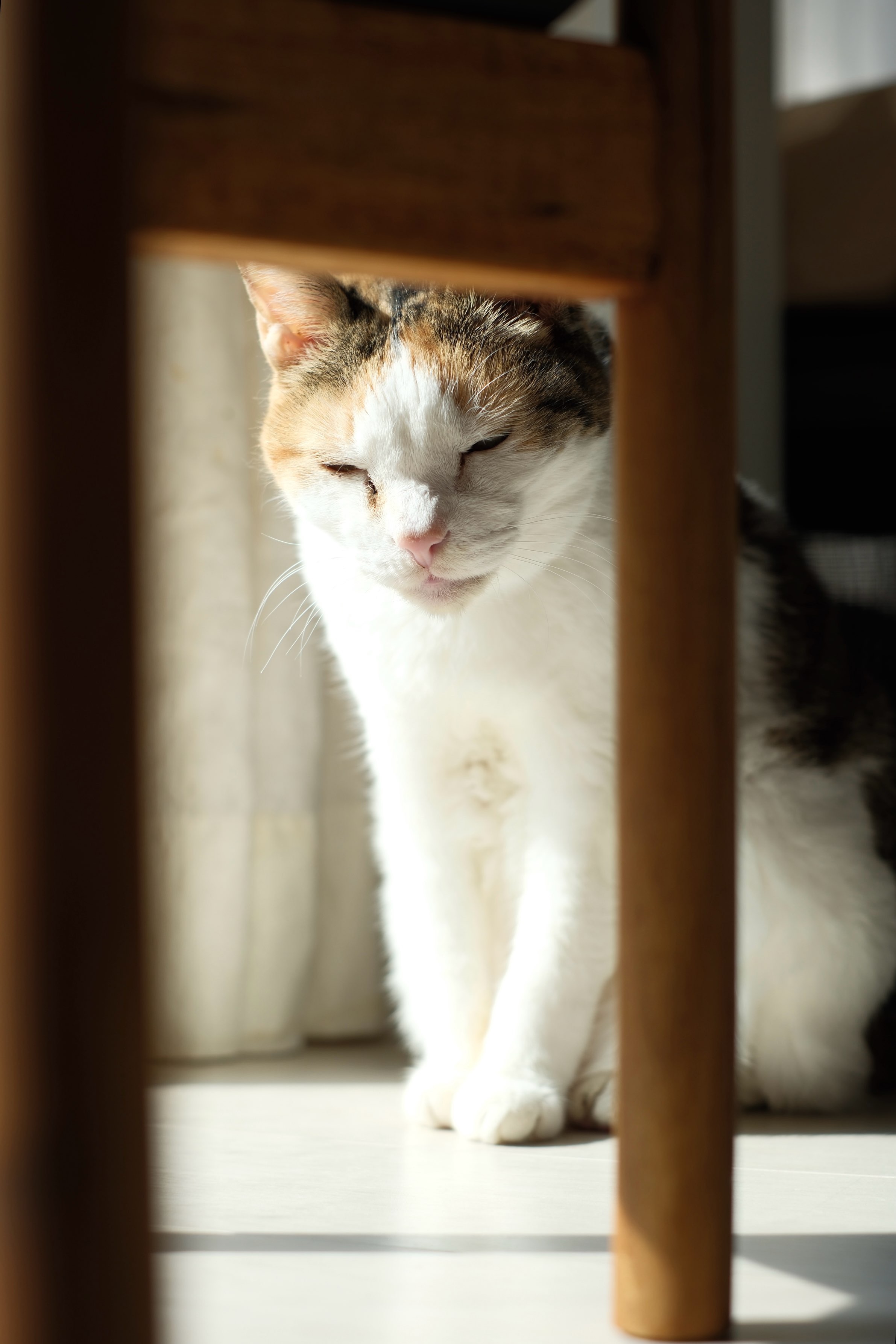 f:id:lulilala:20241107001046j:image