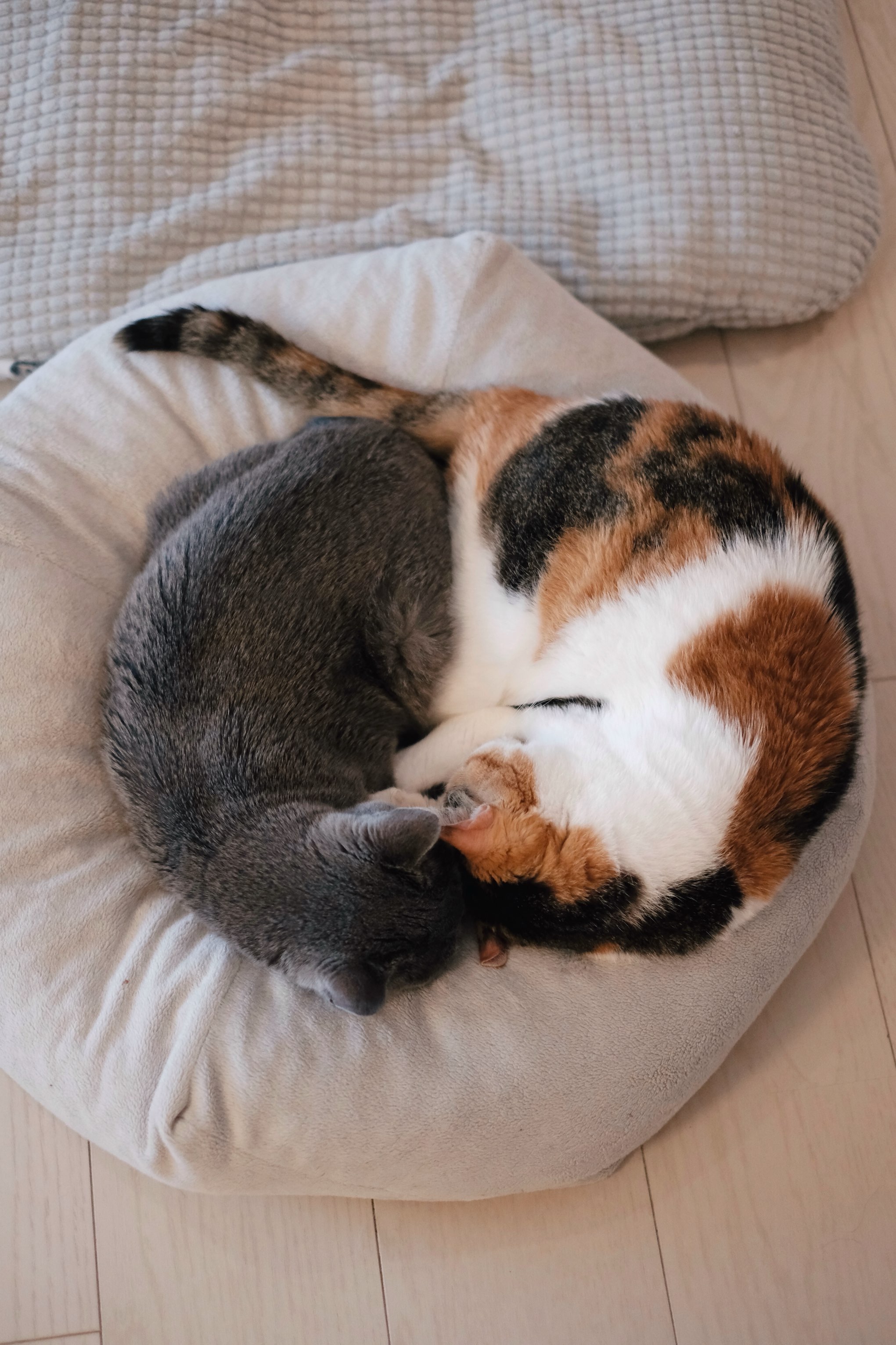 f:id:lulilala:20241108213935j:image