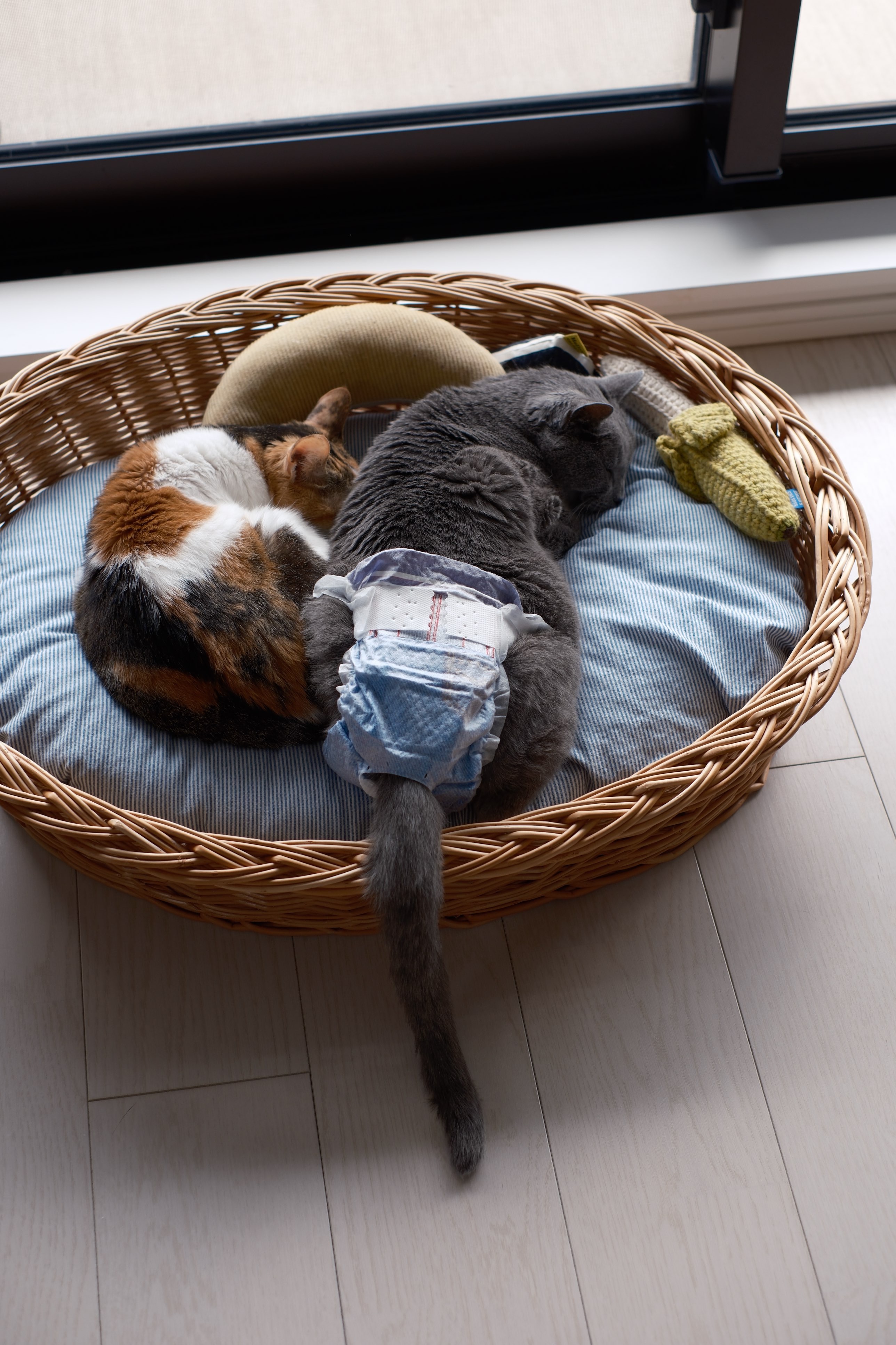 f:id:lulilala:20251110233502j:image f:id:lulilala:20251110233502j:image