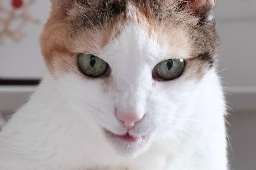 f:id:lulilala:20251112211323j:image f:id:lulilala:20251112211323j:image