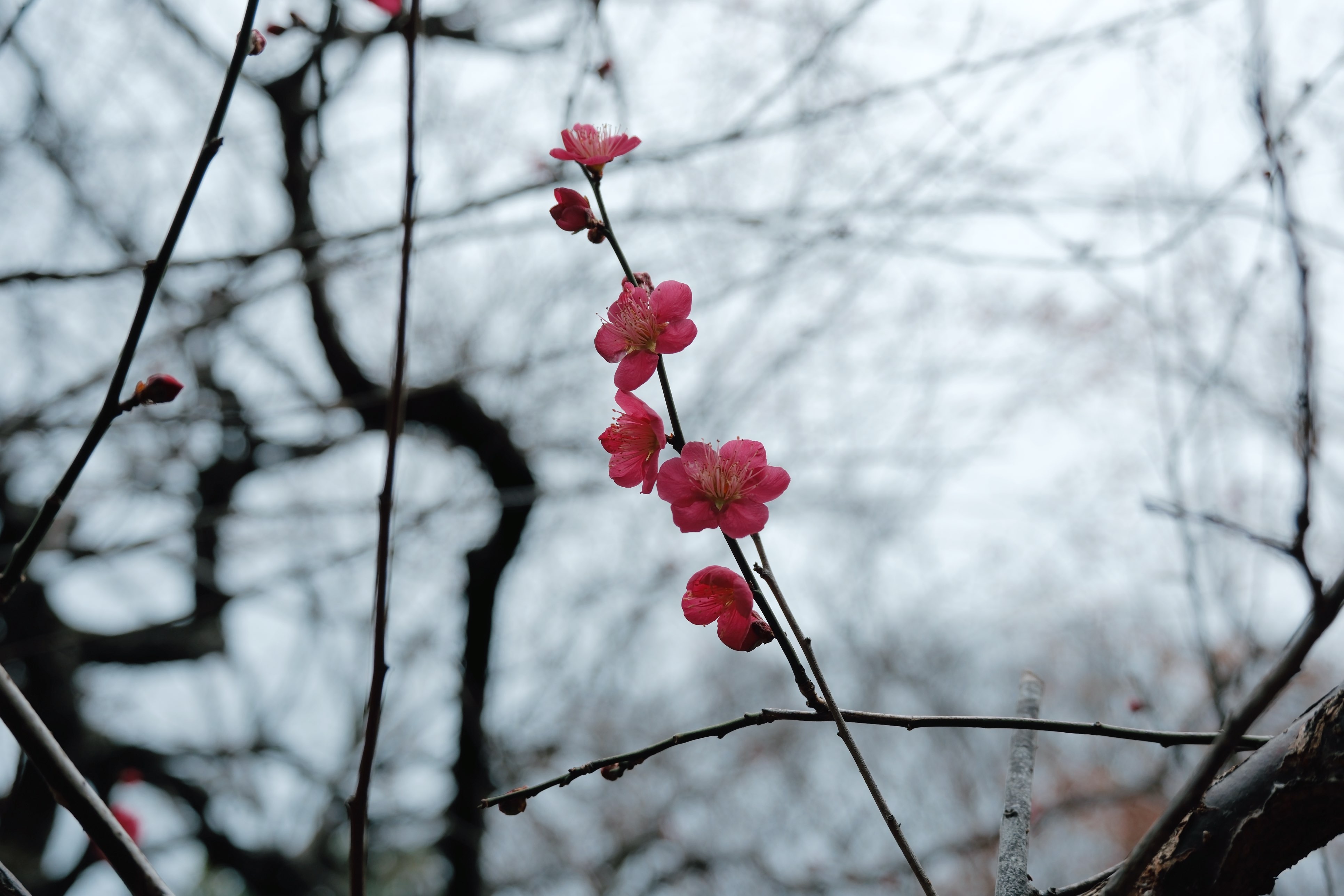 f:id:lulilala:20260212004029j:image