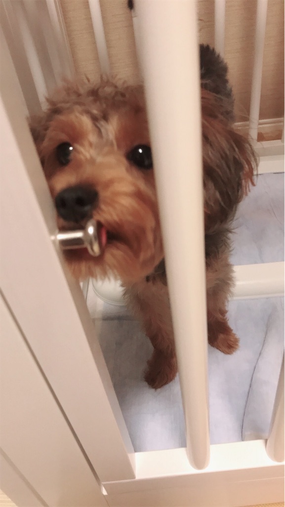 f:id:lululognk:20190720175859j:image