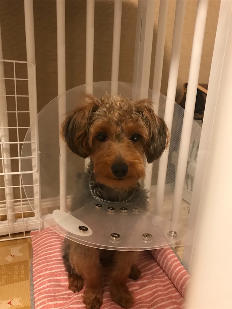 f:id:lululognk:20190723124752j:image