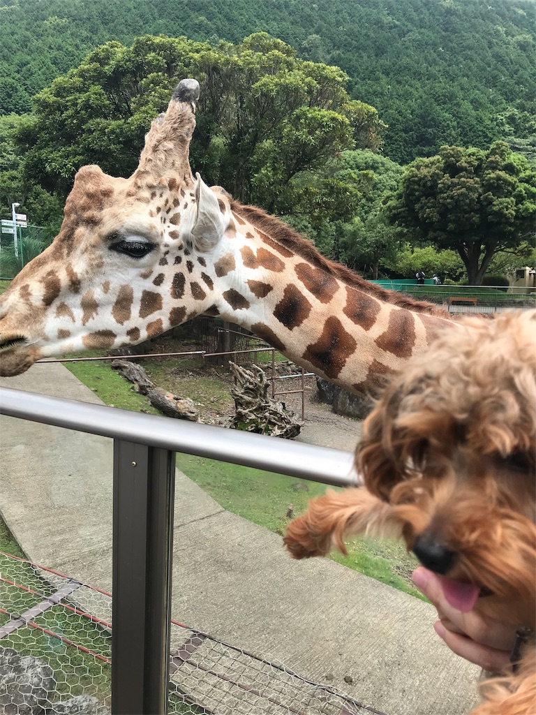 f:id:lululognk:20190801111450j:image