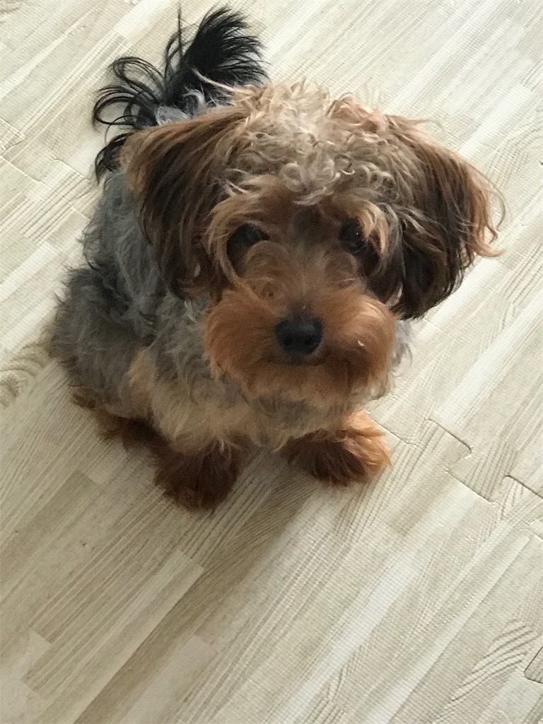 f:id:lululognk:20190826113417j:image