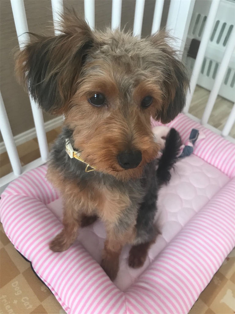 f:id:lululognk:20190826113450j:image