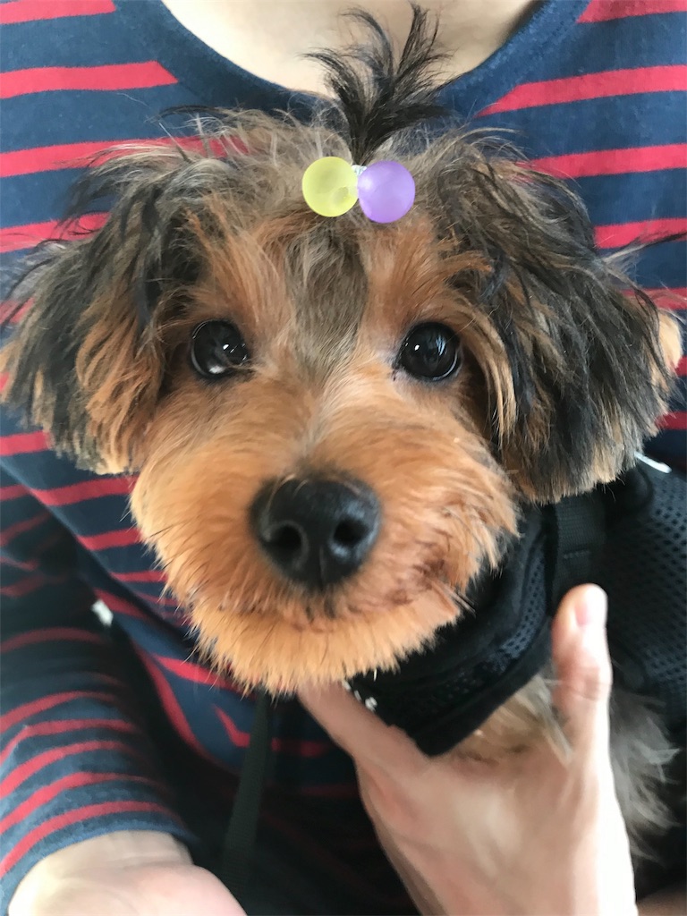 f:id:lululognk:20190826113541j:image