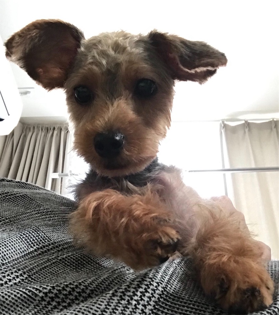 f:id:lululognk:20190826113801j:image