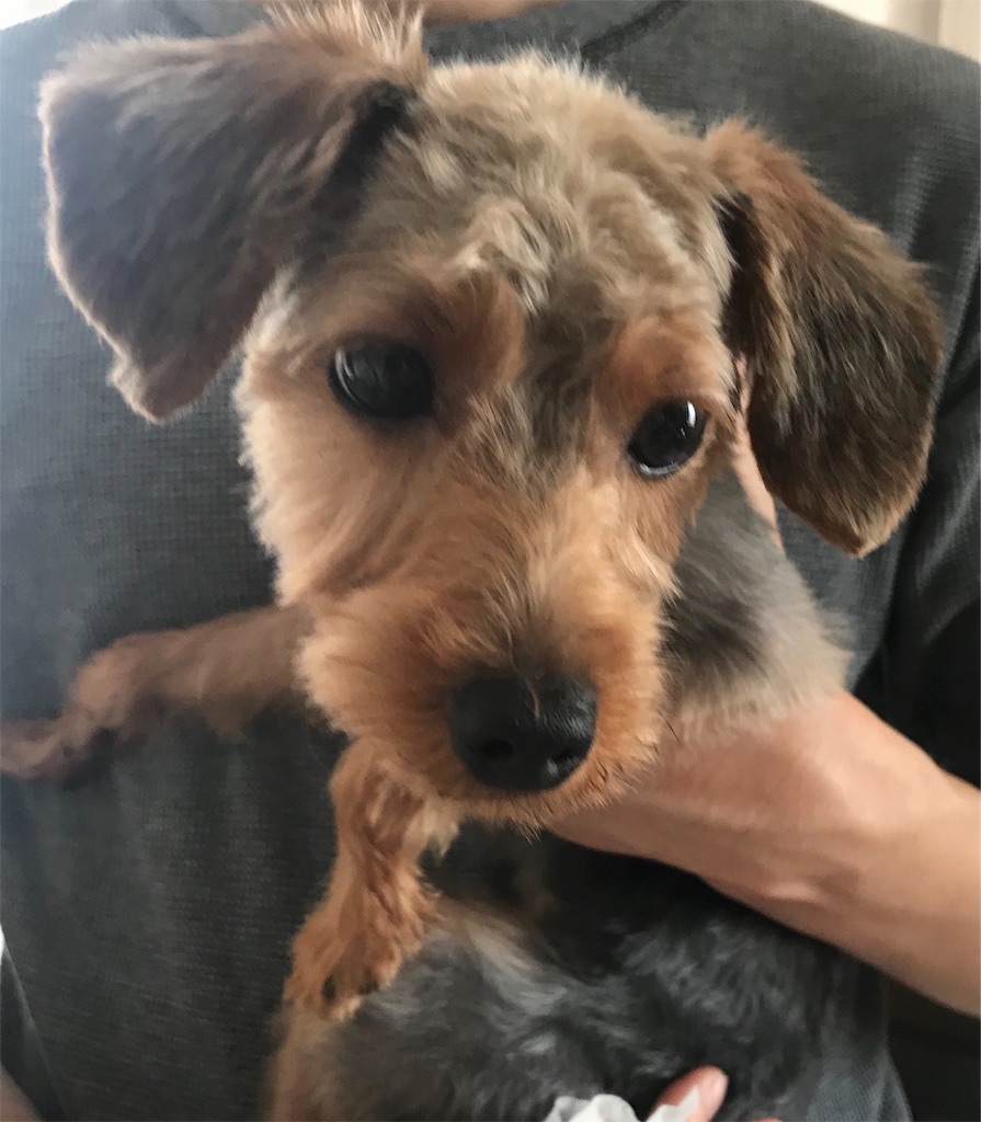 f:id:lululognk:20190826113820j:image