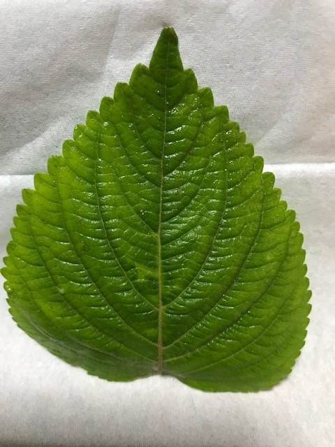 f:id:lulumom:20190427230740j:plain