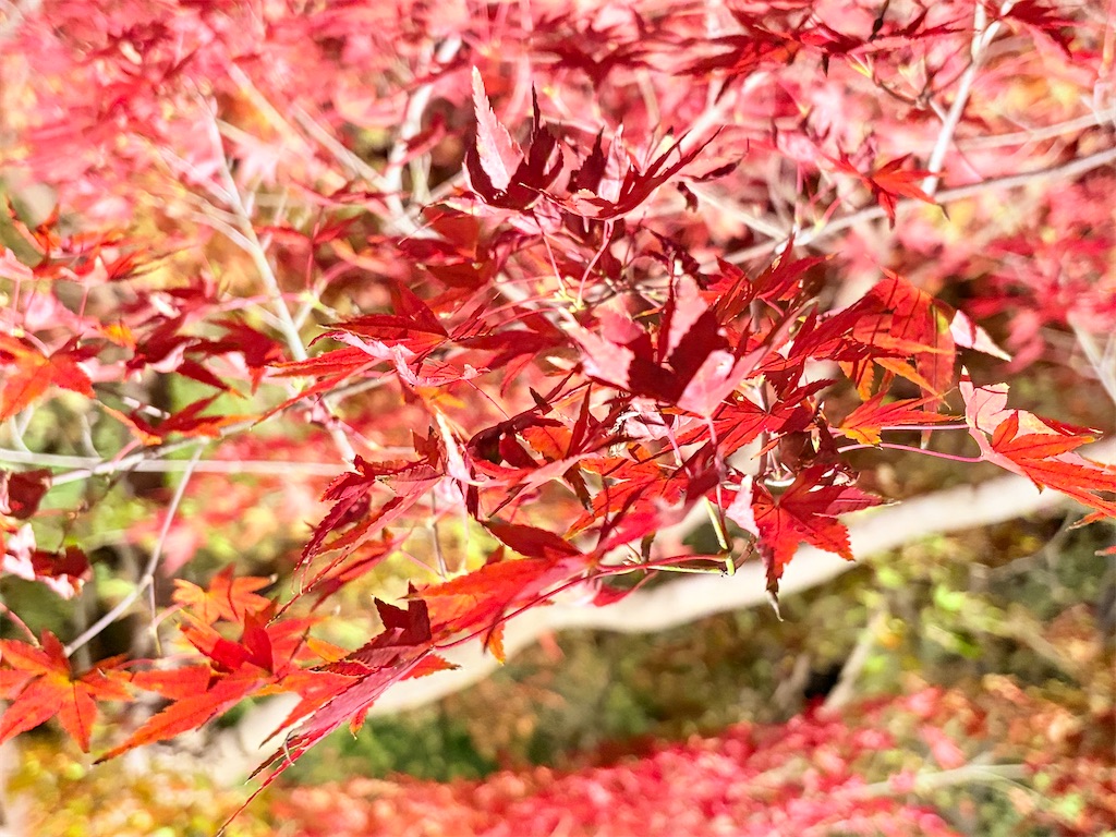 f:id:luminousark:20251125083350j:image