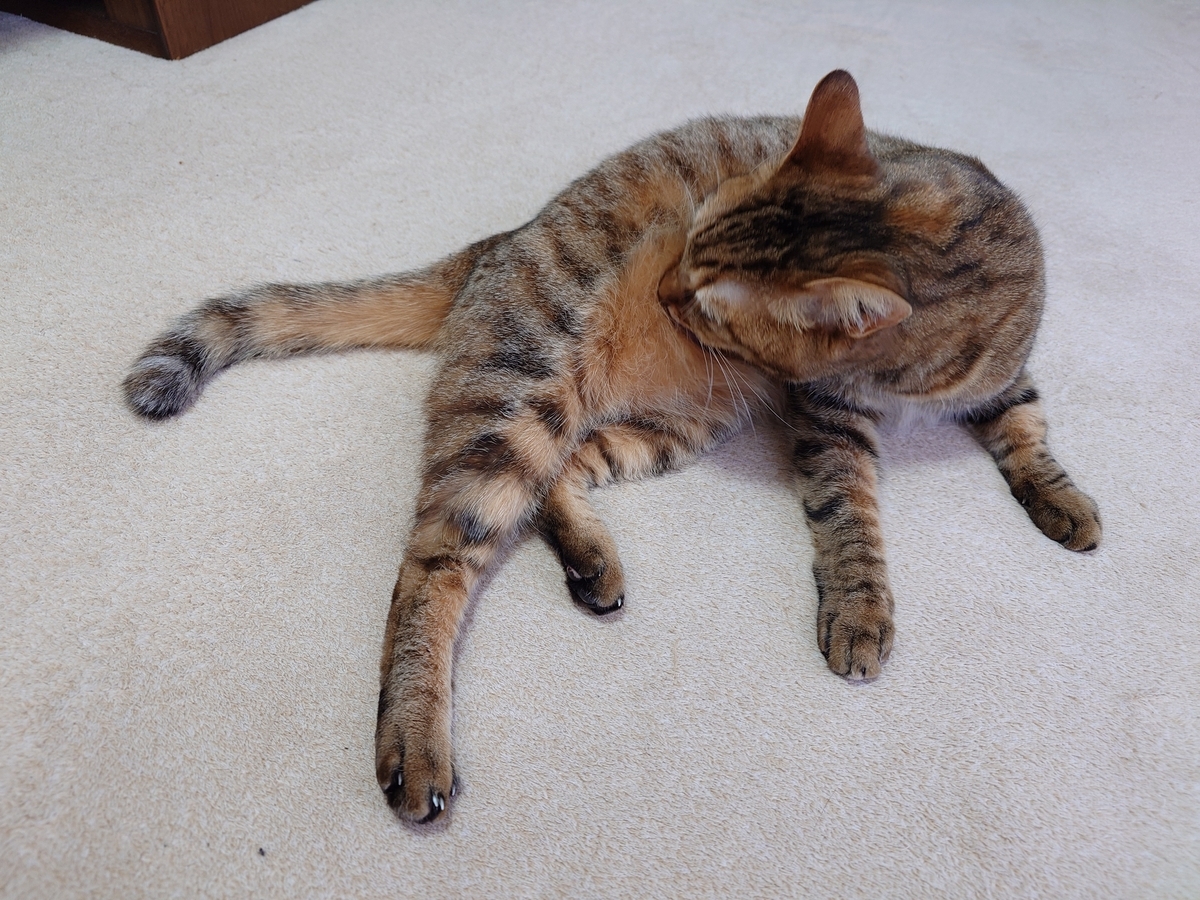 見守るニャ - らむねこな日々