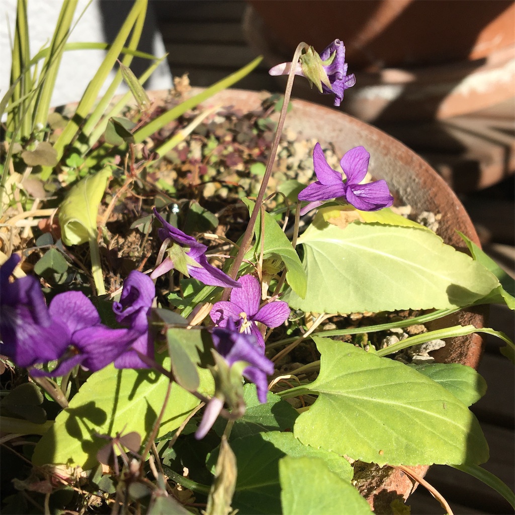 すみれの花咲く頃とは テレビの人気 最新記事を集めました はてな