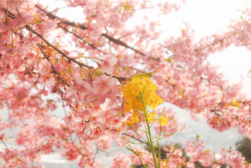 f:id:lunarcs:20190317233355j:image f:id:lunarcs:20190317233355j:image