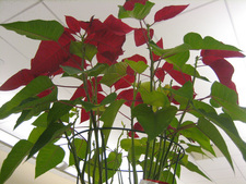 f:id:lunarmagic:20080121123907j:image
