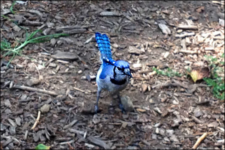 f:id:lunarmagic:20130802231619j:image f:id:lunarmagic:20130802231619j:image