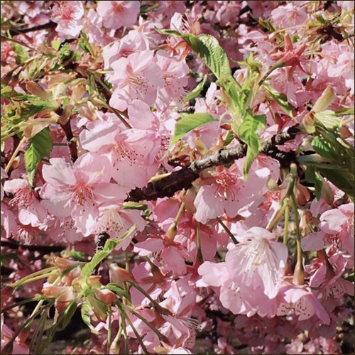 f:id:lunarmagic:20190308121632j:plain f:id:lunarmagic:20190308121632j:plain