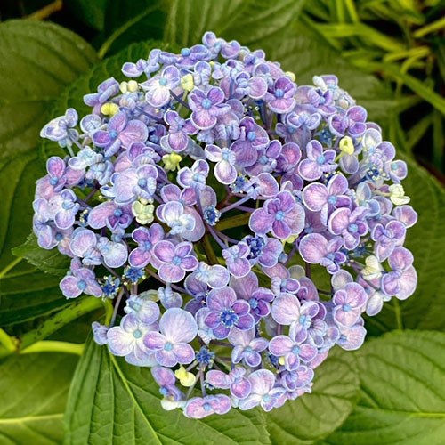 紫陽花ストリート Blotter Lunarmagic Annex