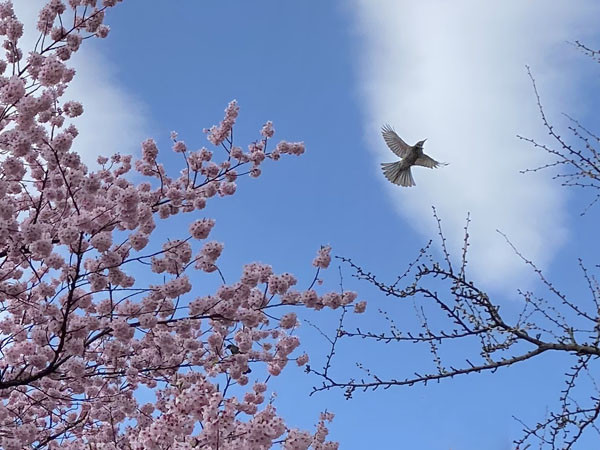 桜の花から飛び立つ鳥 - blotter - lunarmagic annex