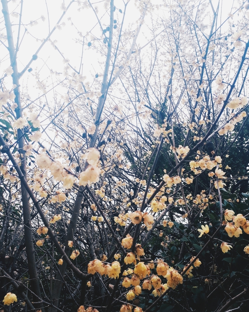 f:id:lunchboxpp:20190207121200j:plain f:id:lunchboxpp:20190207121200j:plain