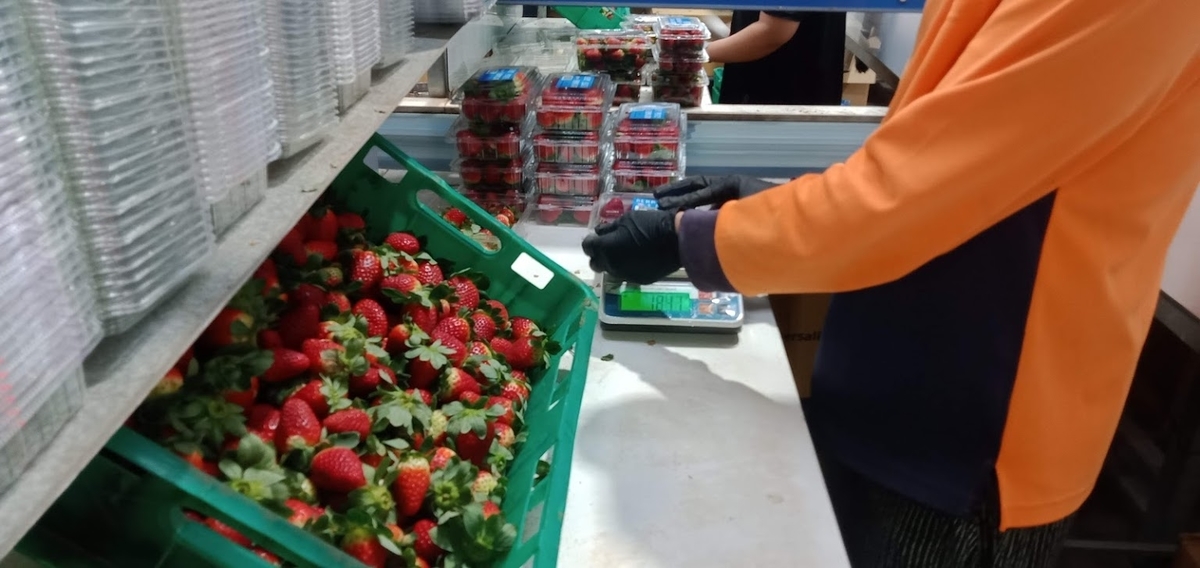 Strawberry Farm 8（Packing編）―Caboolture― オーストラリア旅行記