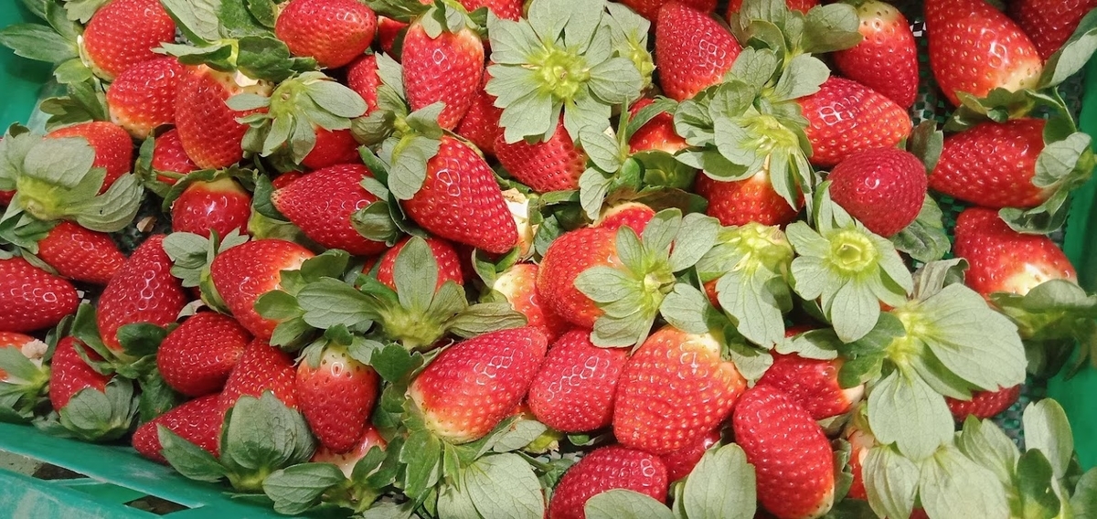 Strawberry Farm 8（Packing編）―Caboolture― オーストラリア旅行記