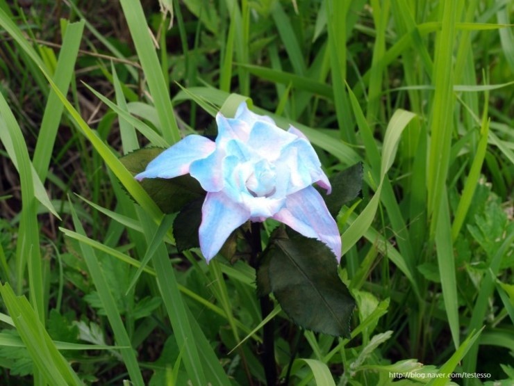 f:id:luneosin:20180710174204j:plain